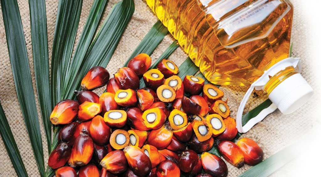 Minyak Kelapa Sawit, Penghasil Minyak Nabati Tertinggi dan Kaya Manfaat